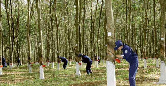 cap nhat gia cao su chieu ngay 2610 dong loat tang