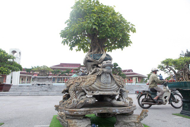 Tiêu dùng & Dư luận - “Báu vật” cây cảnh thế cực 'khủng' khiến dân chơi mê mệt