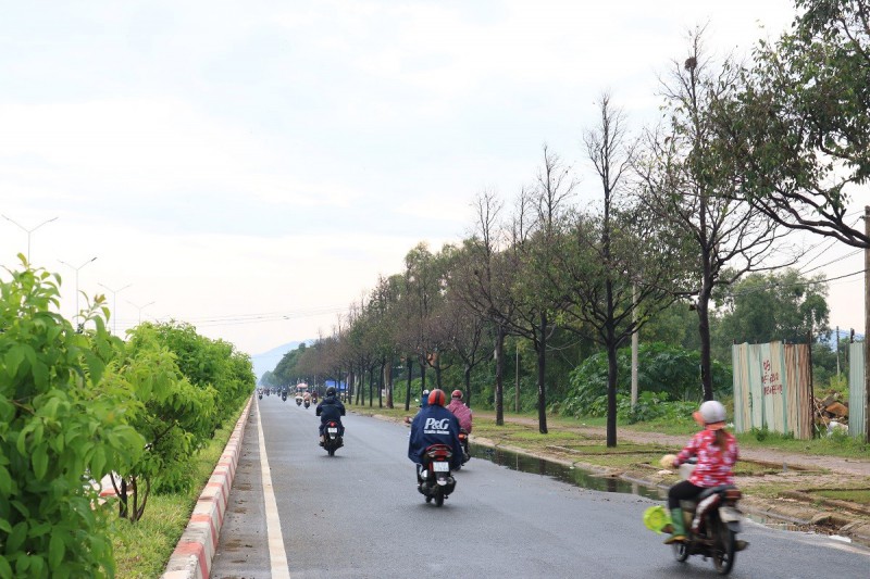 Môi trường - Kinh hãi cảnh sâu lạ “tấn công” hàng trăm cây xanh ven đường Vũng Tàu (Hình 4).