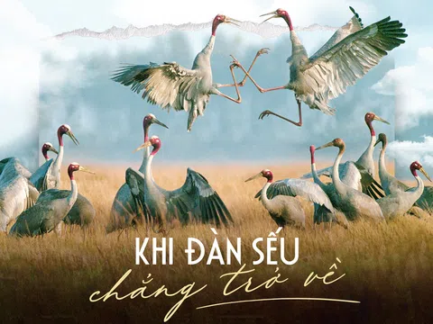 Khi đàn sếu chẳng trở về