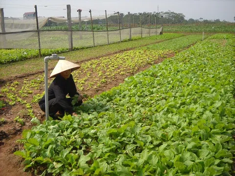 Nhân rộng và nâng cao chất lượng các chuỗi liên kết nông sản an toàn