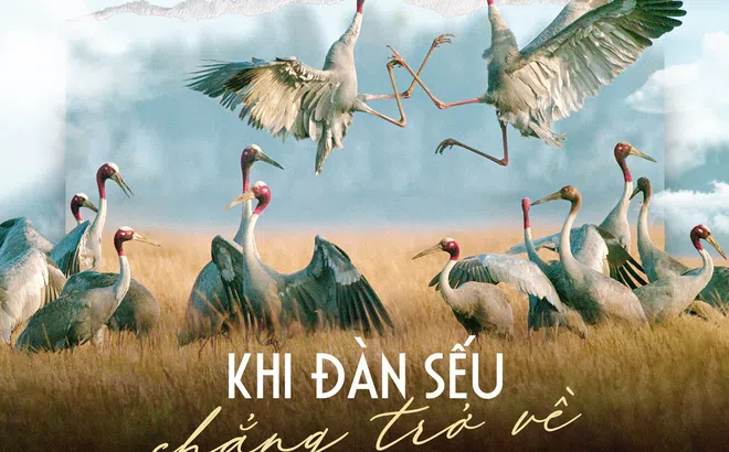 Khi đàn sếu chẳng trở về